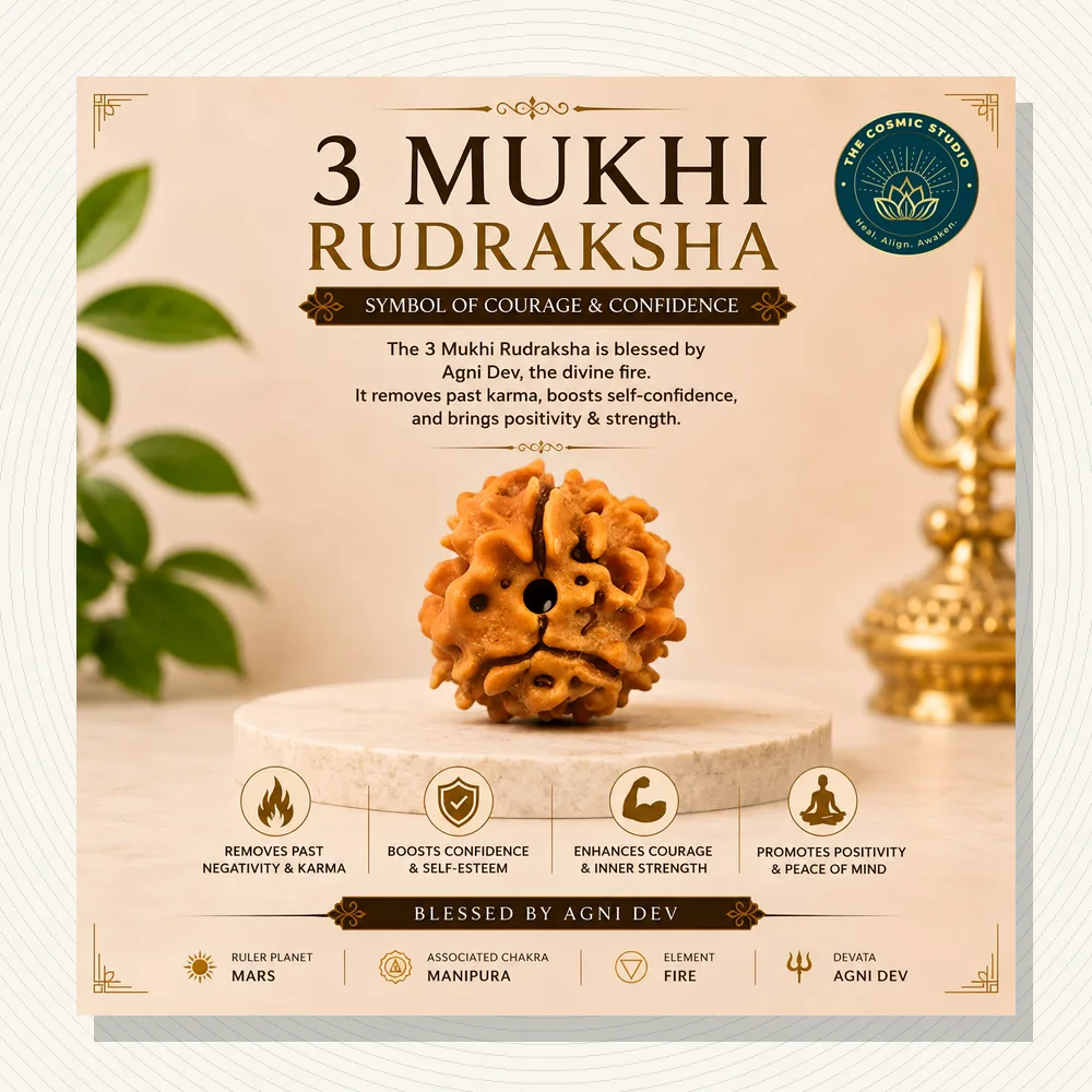 3 Mukhi Rudraksha - Normal Bead