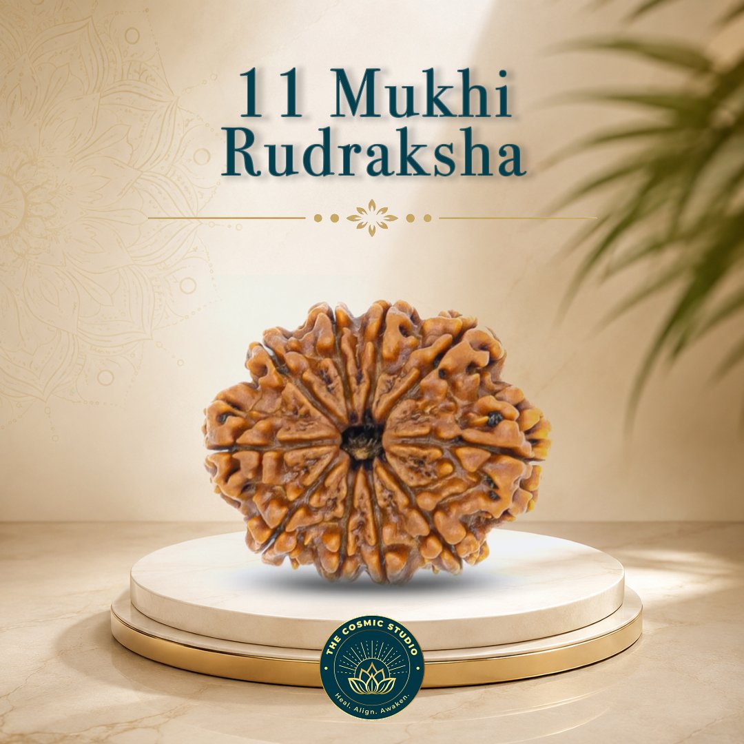 11 Mukhi Rudraksha