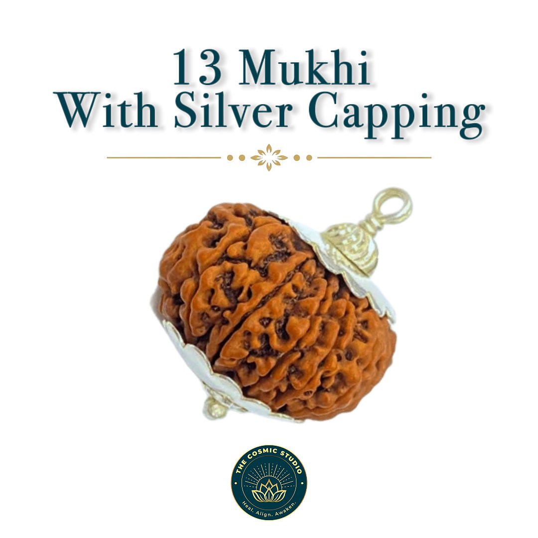 13 Mukhi Rudraksha