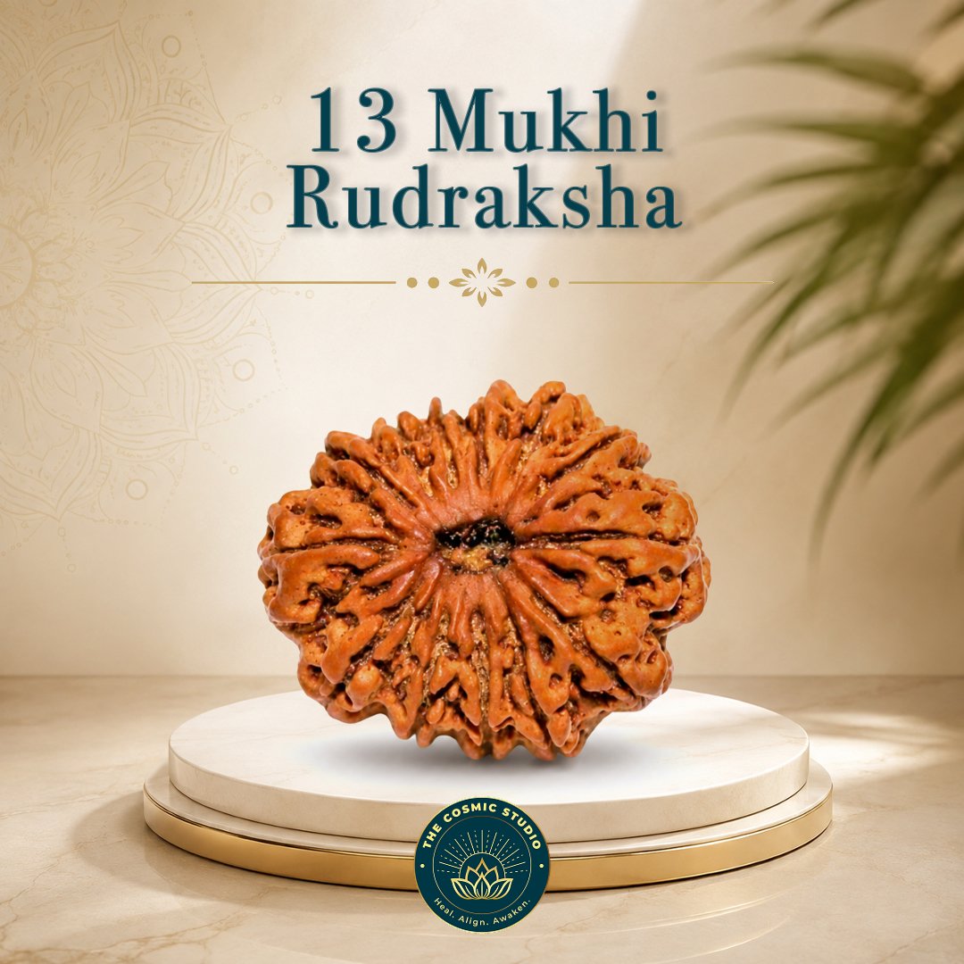 13 Mukhi Rudraksha