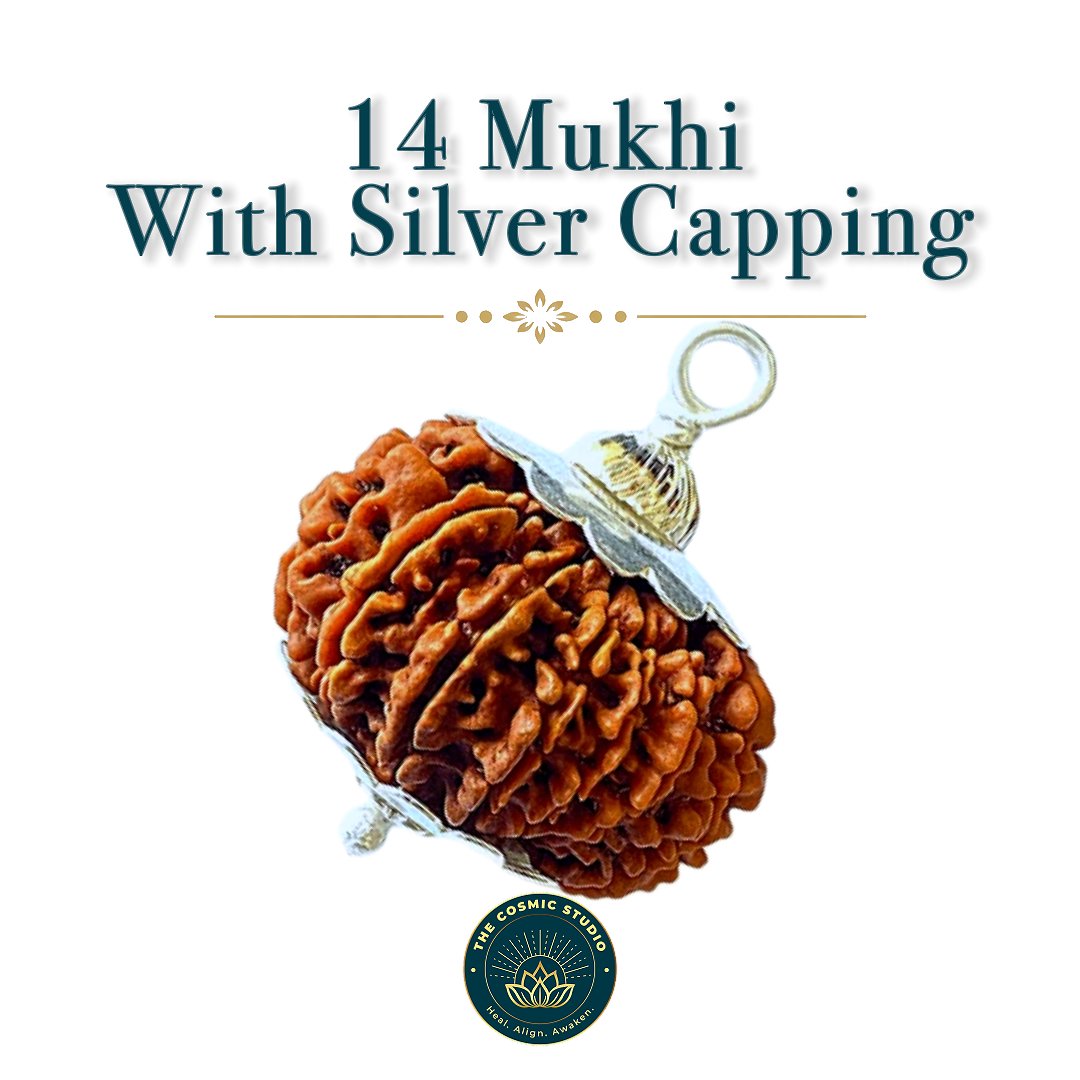 14 Mukhi Rudraksha