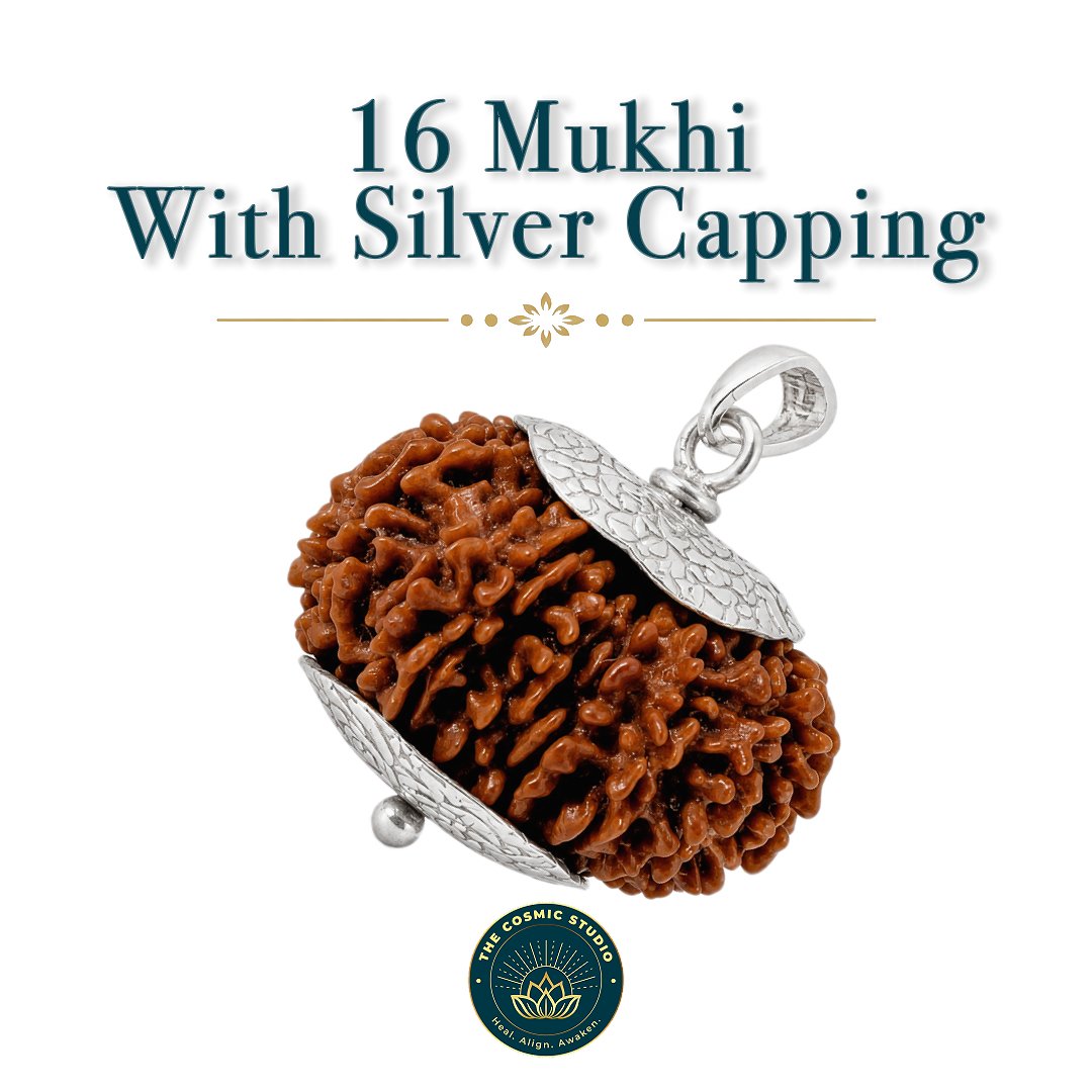 16 Mukhi Rudraksha