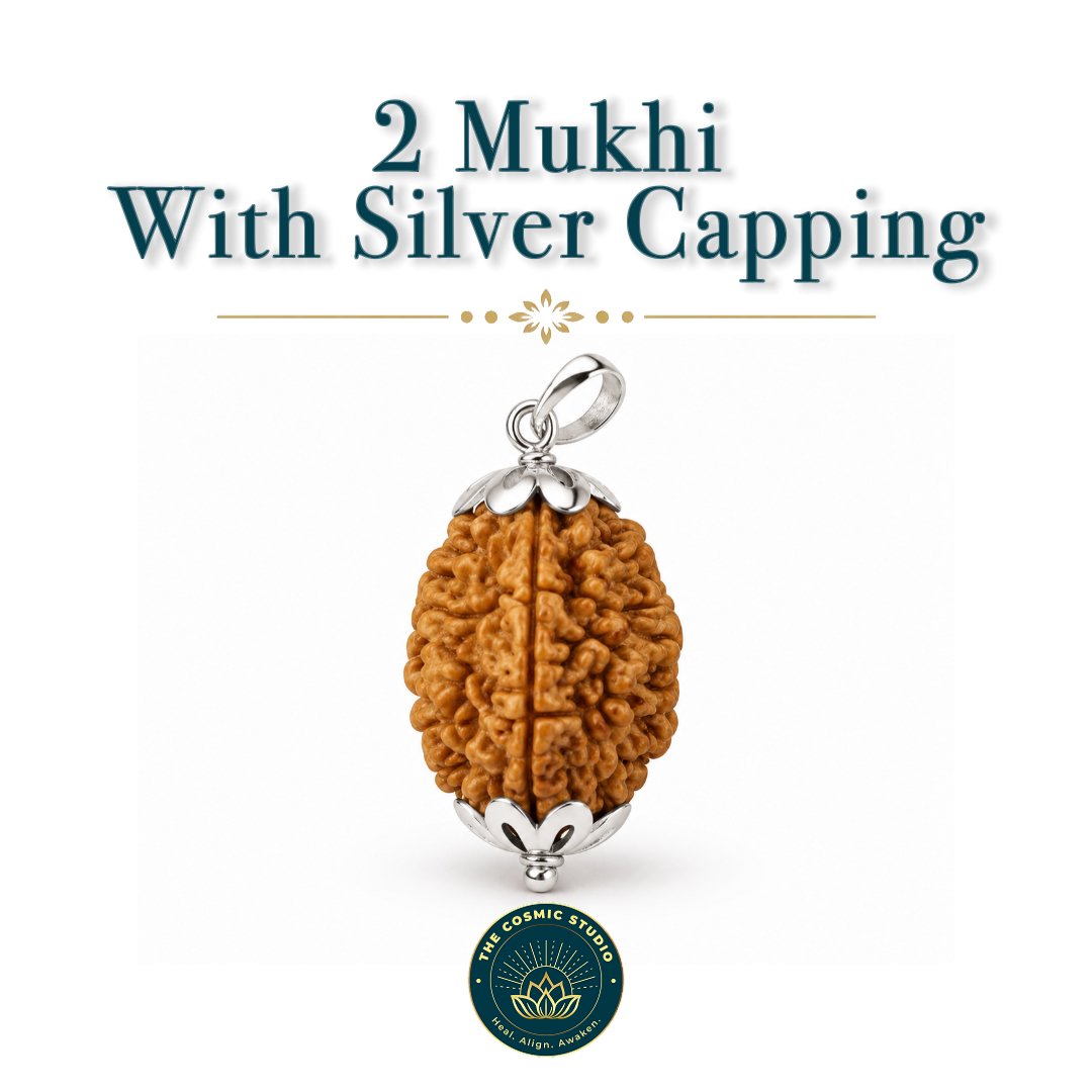 2 Mukhi Rudraksha preview