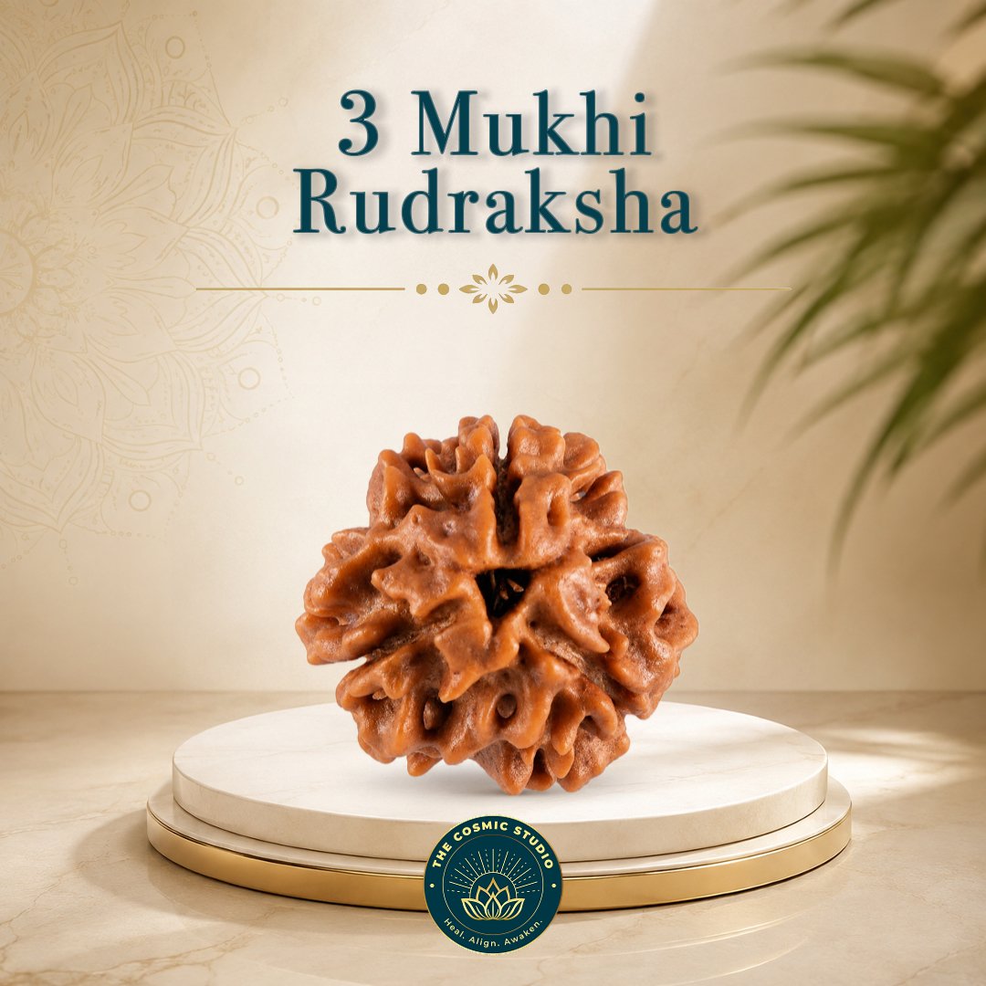 3 Mukhi Rudraksha
