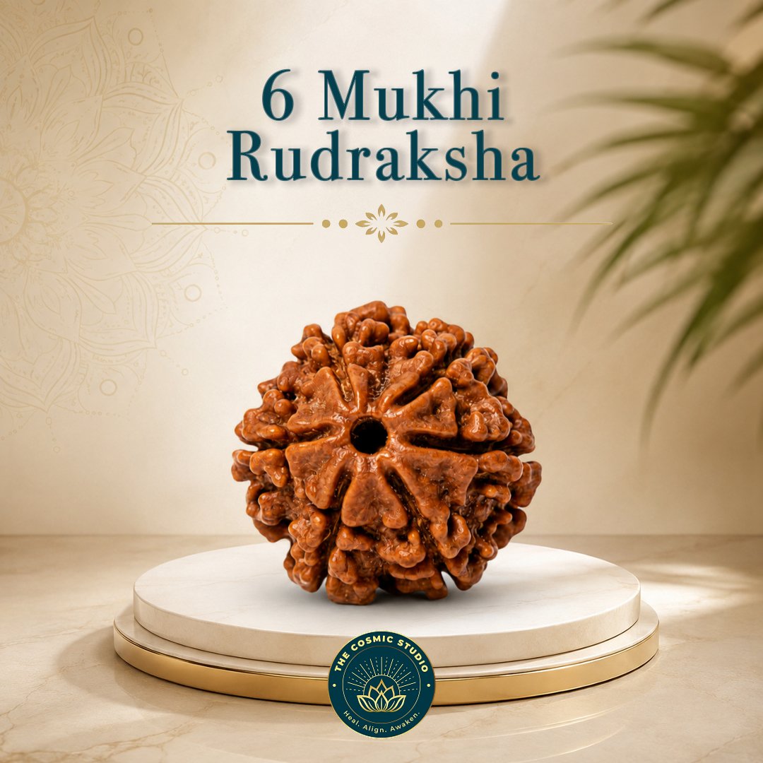 6 Mukhi Rudraksha