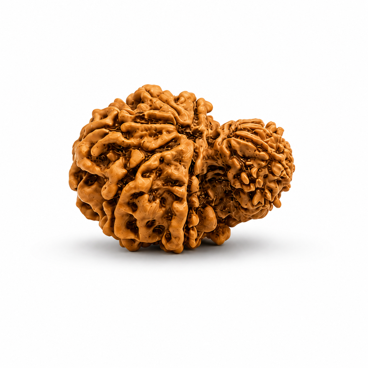 Garbh Gauri Rudraksha
