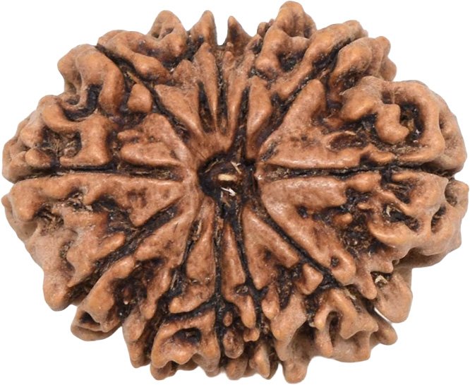 11 Mukhi