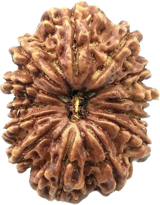 13 Mukhi